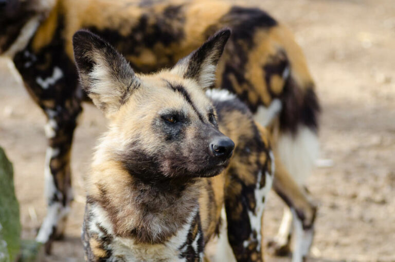 The African Wild Dog Species Are Endangered due to Climate Change - Scouted